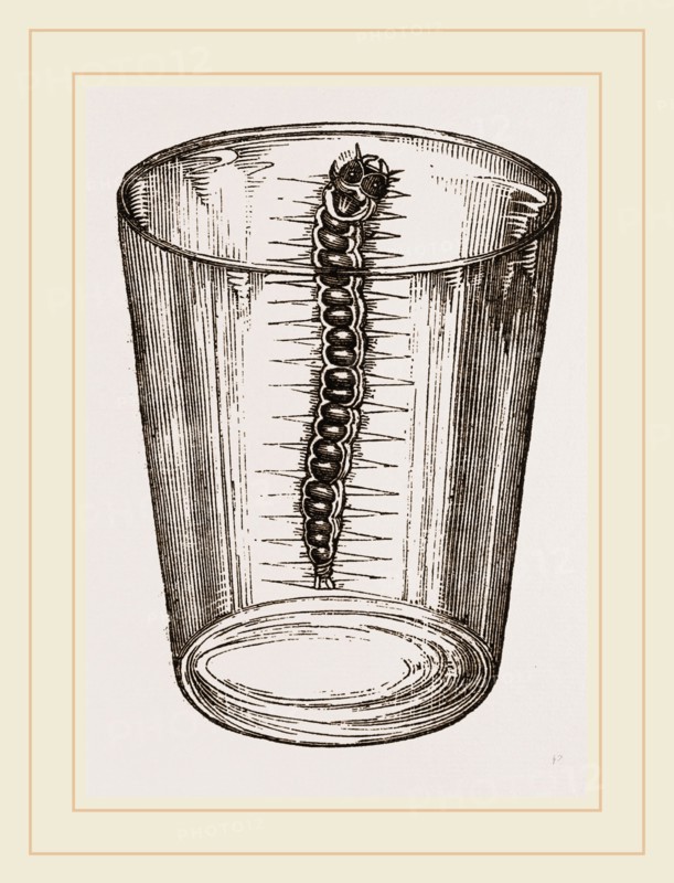 Caterpillar of Goat-Moth
