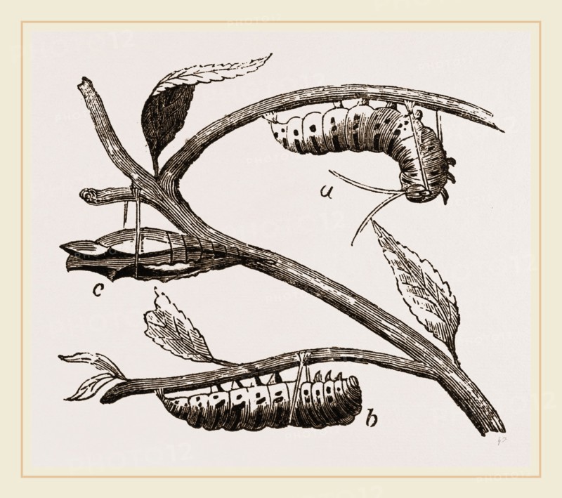 Caterpillar of Swallow-tailed Butterfly
