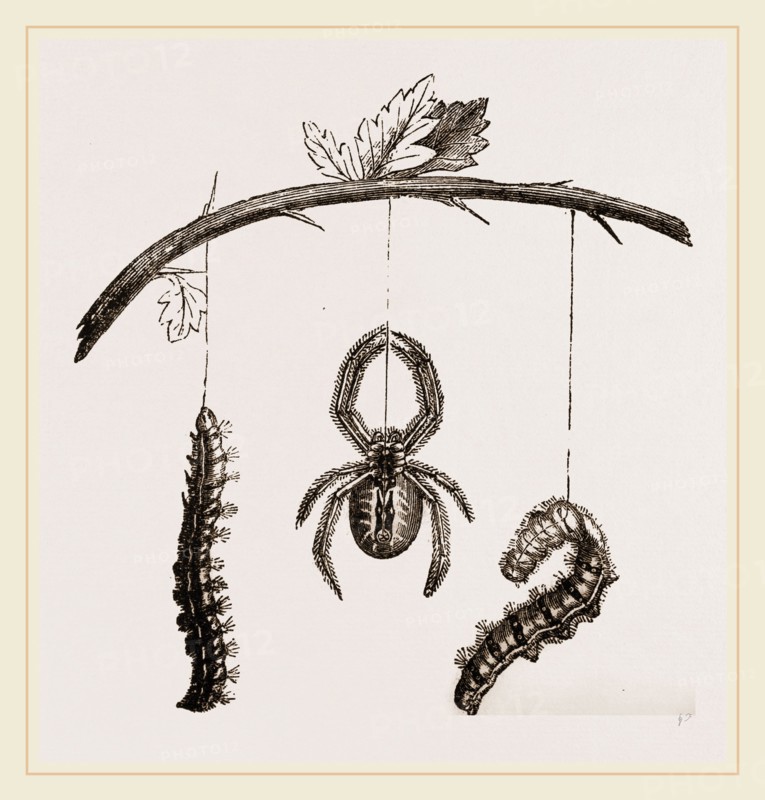 Spider and Caterpillars of Emperor-Moth
