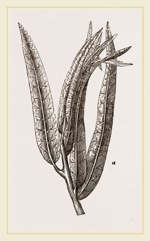 Nest of Tortriix chlorana