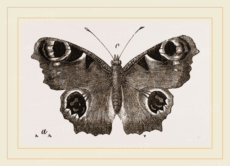 Peacock-Butterfly