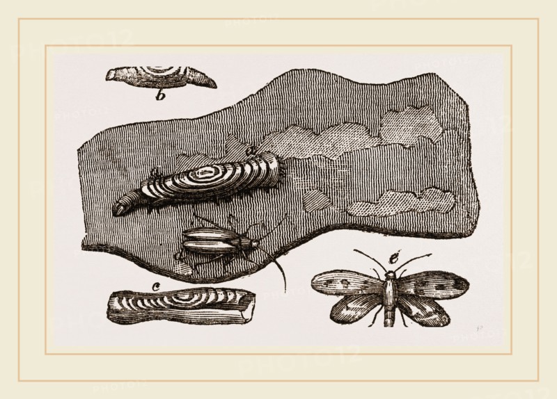 Clothes-Moth and Caterpillar