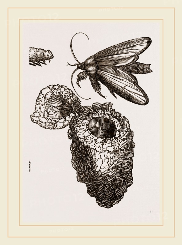 Earth-mason Moth and Nests