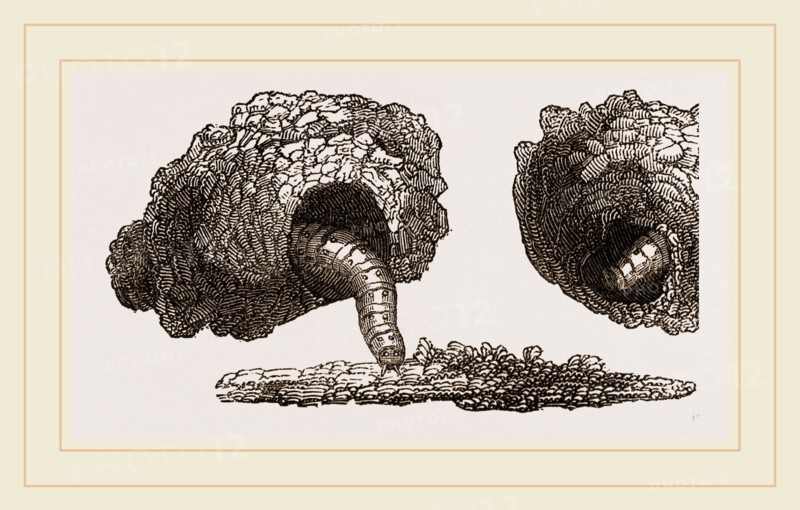 Earth-mason Moth Caterpillars and Nests