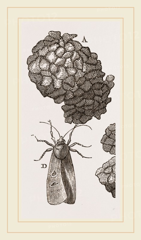 Earth-mason Moth and Nest