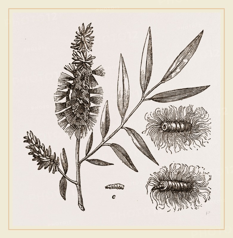 Willow-branch with Downy Catkins