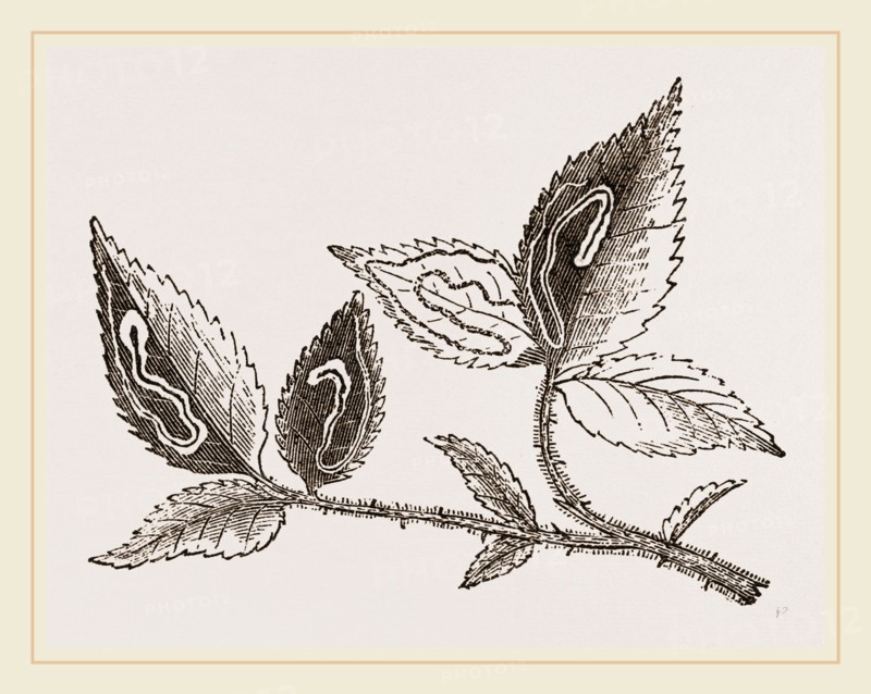 Leaves mined by Golden Silver-spot Moth