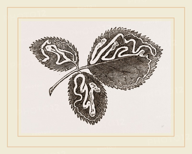 Leaves of Bramble mined