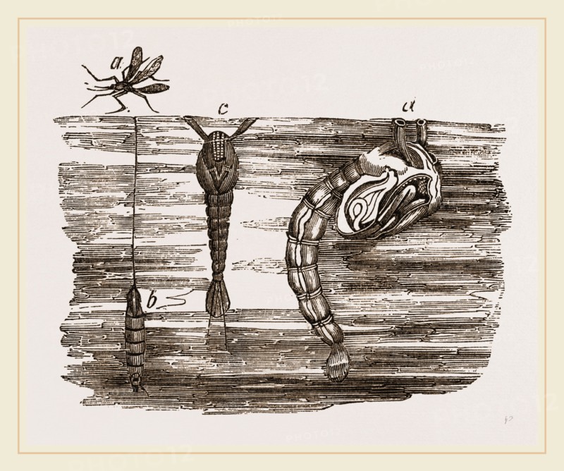 Tipula and Pupa