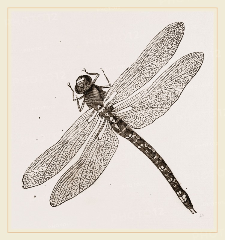 Dragon-Fly