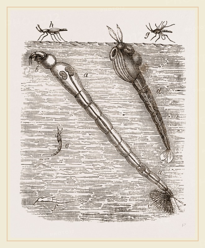 Larva of Corethra plumicornis