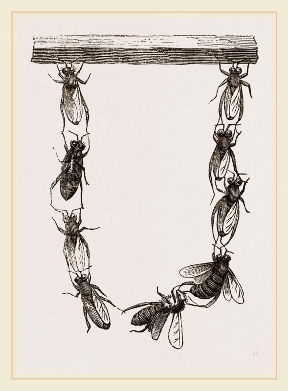 Festoon of Wax-workers