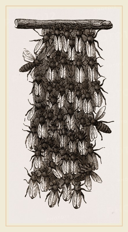 Curtain of Wax-workers