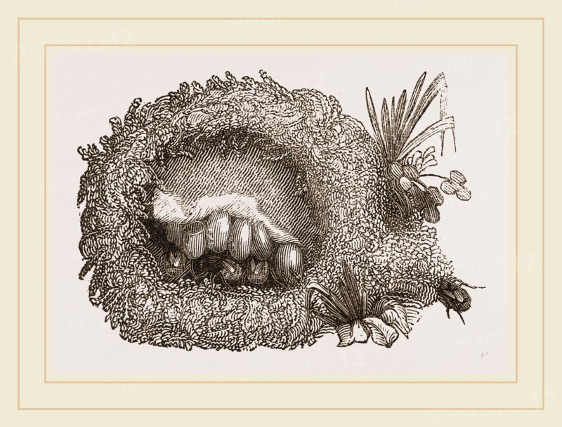 Carder-Bees' Nest and Cells