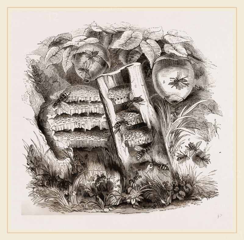 Hornets and Wasps with Nests
