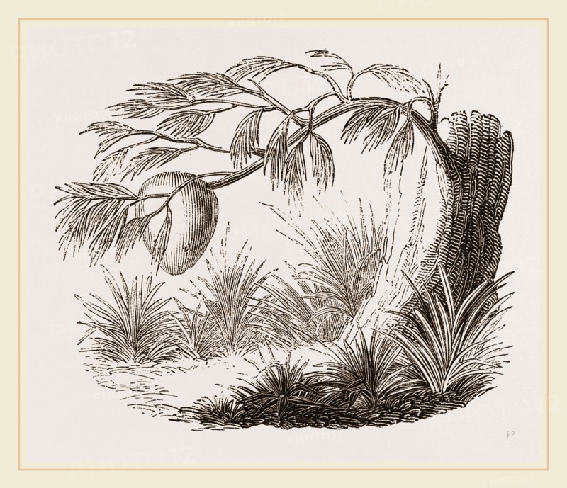 Wasps' Nest on Willow