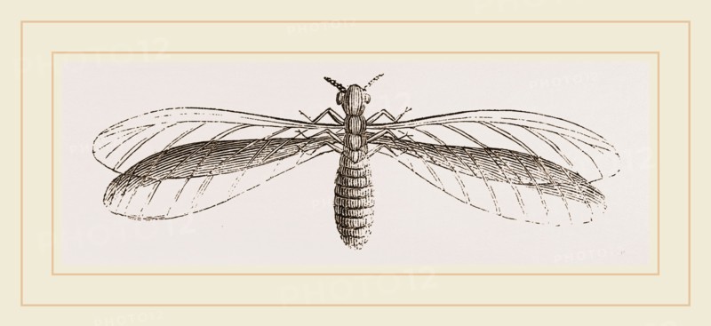 Termes bellicosus in winged state
