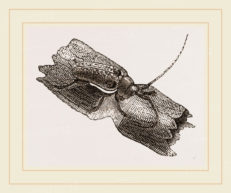 Capricorn Beetle