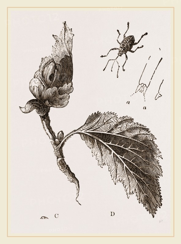 Nut-Weevil