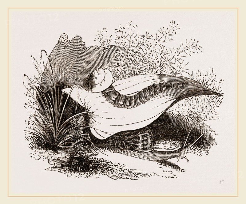 Glowworm devouring a Snail