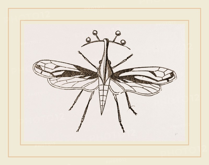 Bell-hearing Bocydium