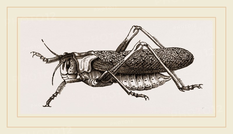 Locust