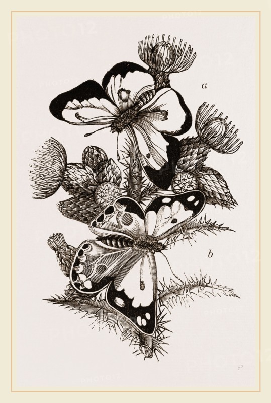 Clouded Butterflies