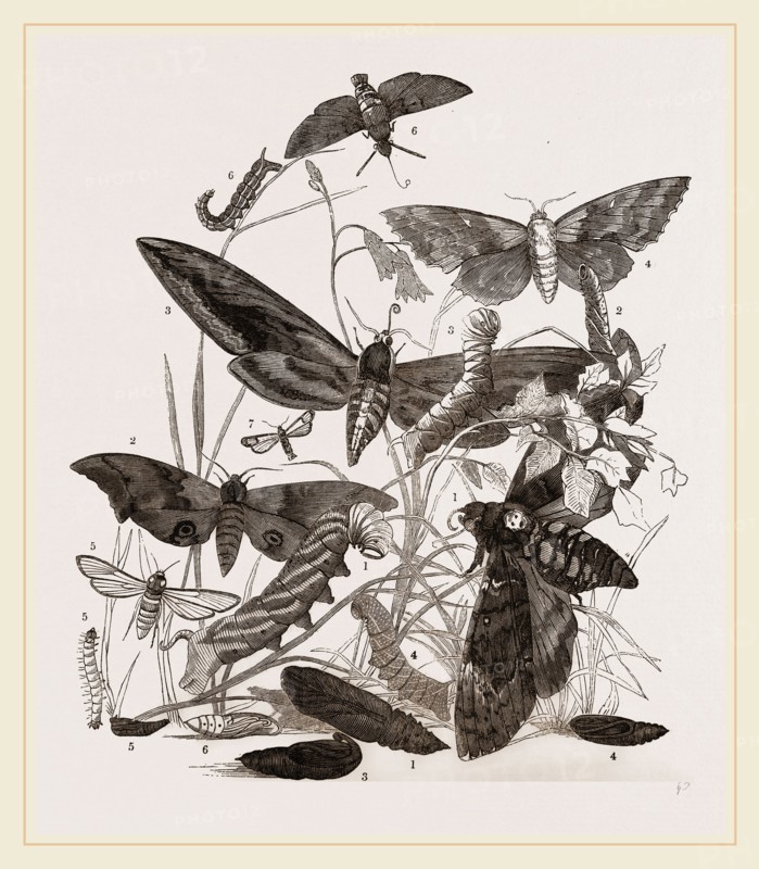 Group of Hawk-Moths Caterpillars and Pupae