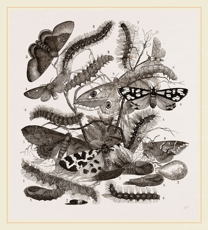 Group of Moths Caterpillars and Pupae