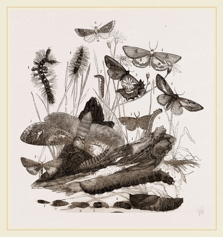 Group of Moths Caterpillars and Pupae