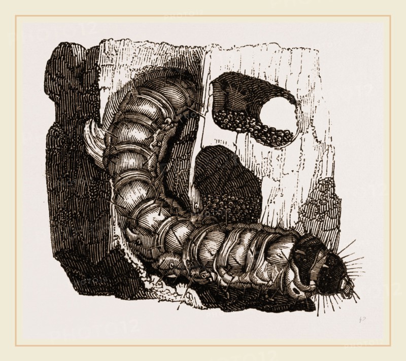 Caterpillar of Goat-Moth