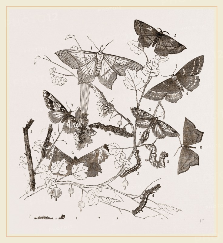 Geometrie Moths Caterpillars and Noce