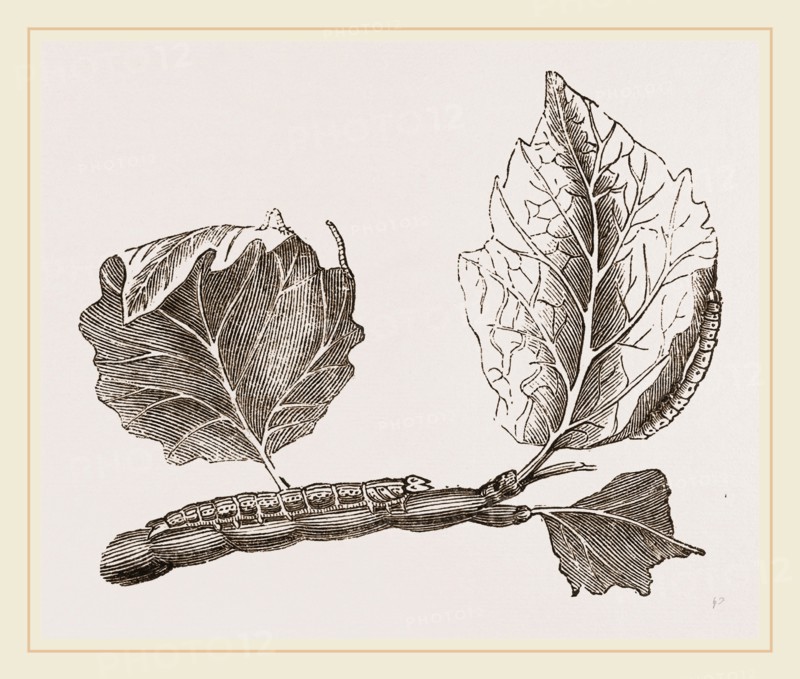 Caterpillars of Clifton Nonpareil