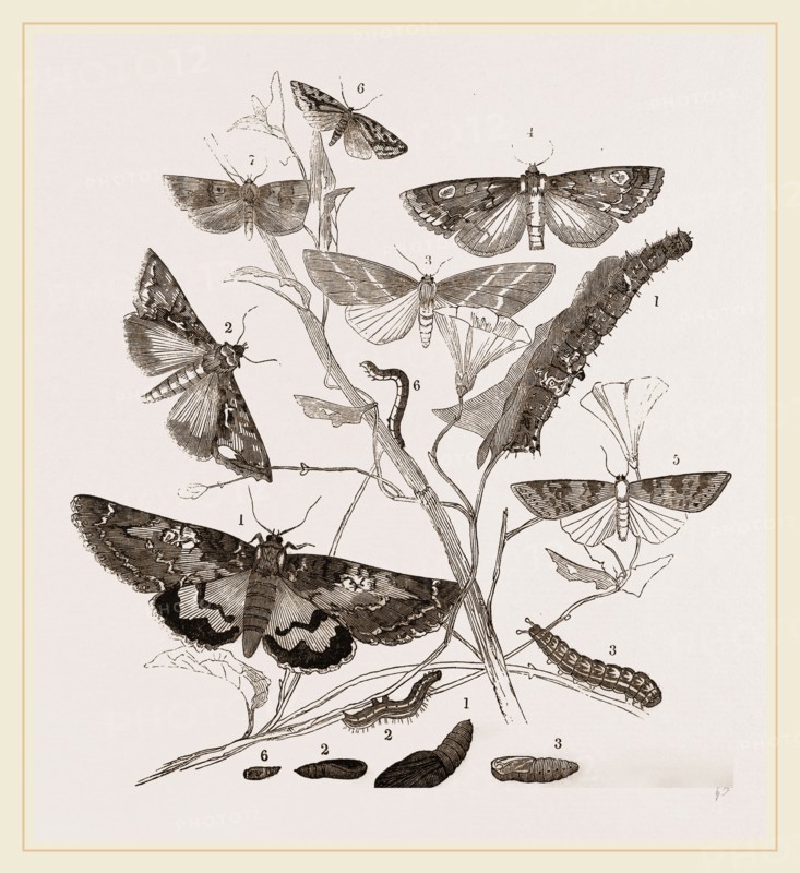 Group of Moths Caterpillars and Pupae