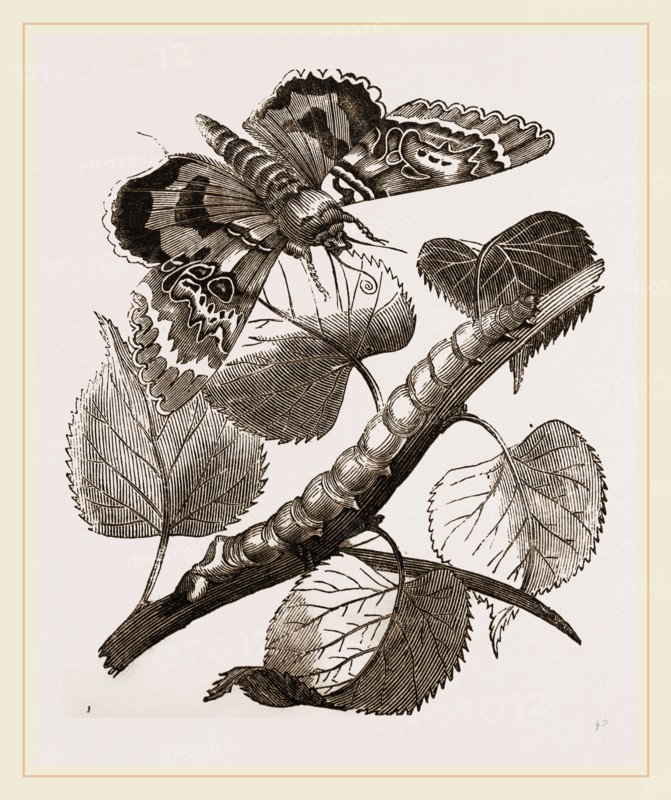 Crimson-underwing Moth and Caterpillar