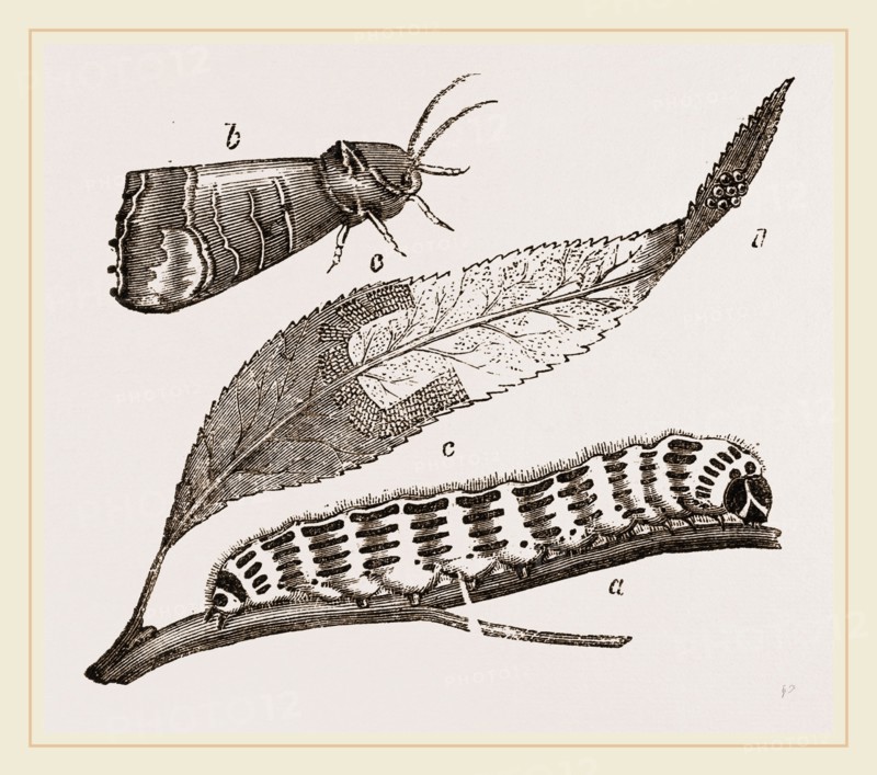 Buff-tip Moth and Caterpillar