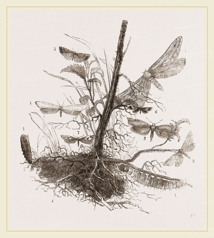 Group of Moths