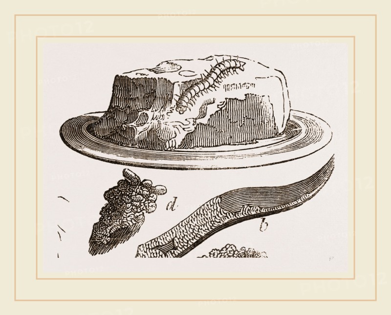 Tabby-Moth and Caterpillar