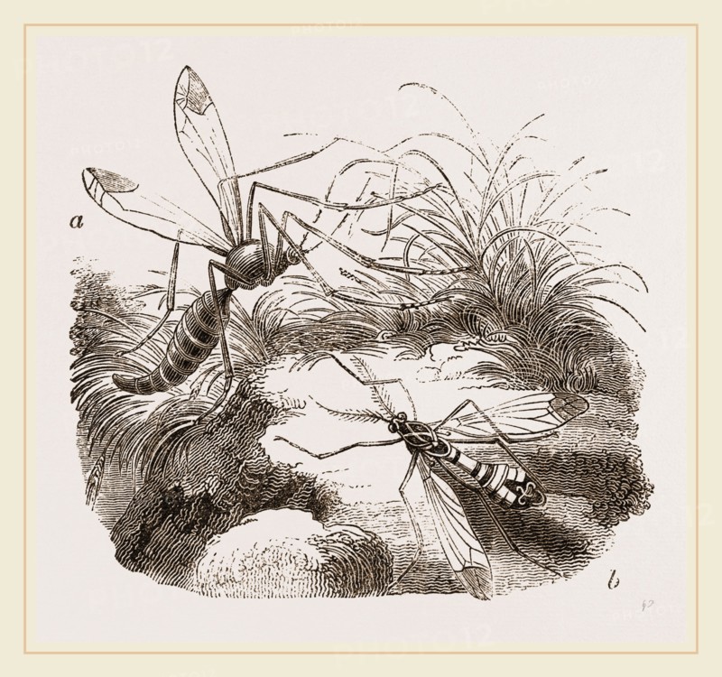 Crane Flies