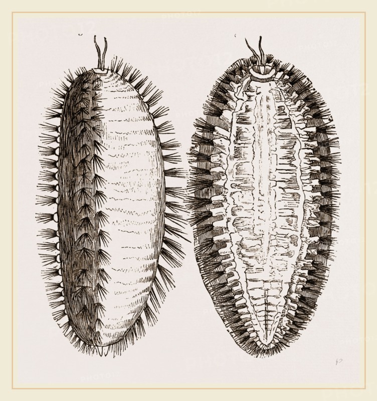 Sea-Mouse