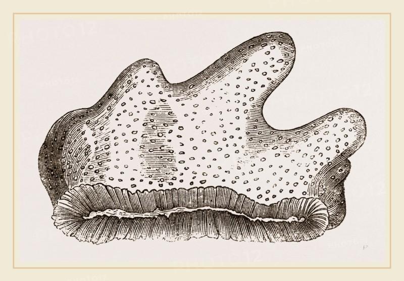 Heliopora caerulea