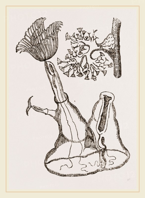 Plumatella cristata