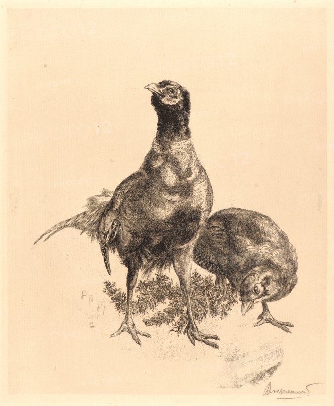 Félix Bracquemond (French, 1833 - 1914). Pheasants, Rooster, and Hen (Faisons, Coq, et Poule), 1898. Etching. First state.