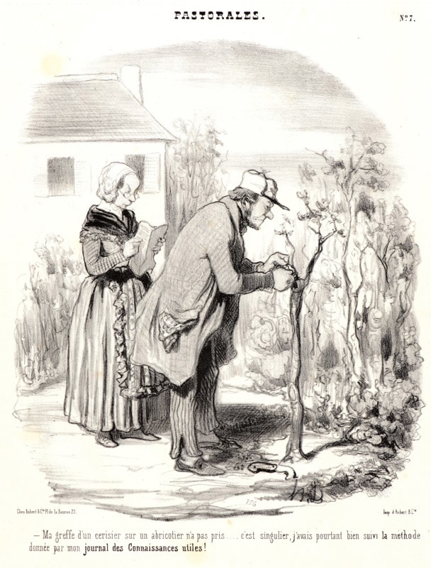 Honoré Daumier (French, 1808 - 1879). Ma greffe d'un cerisier sur abricotier n'a pas pris..., 1845. From Pastorales. Lithograph on white wove paper. Image: 253 mm x 212 mm (9.96 in. x 8.35 in.). Second of two states.