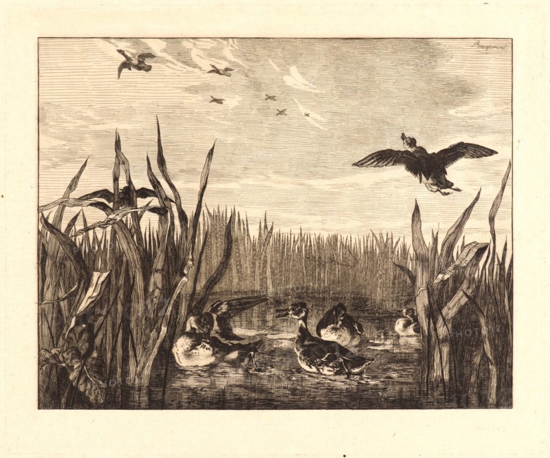Félix Bracquemond (French, 1833 - 1914). Teal (Sarcelles). Etching. "false" first state.