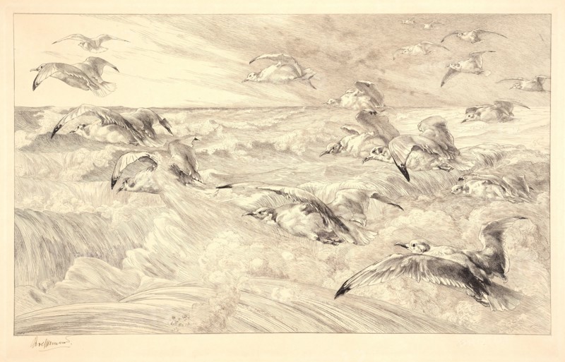 Félix Bracquemond (French, 1833 - 1914). Sea Gulls (Les Mouettes). Etching. Plate: 296 mm x 464 mm (11.65 in. x 18.27 in.). Fourth of four states.