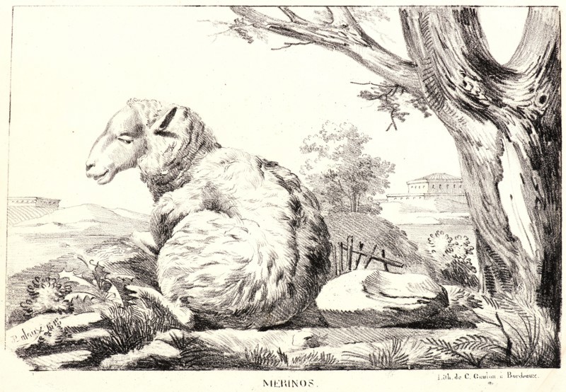 Jean-Paul Alaux (French, 1788 - 1858). Merinos, 1818. Lithograph on wove paper. Image: 209 mm x 320 mm (8.23 in. x 12.6 in.).