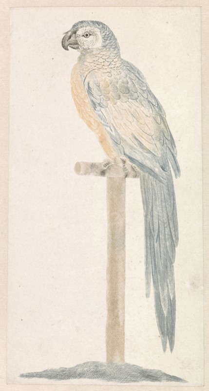 Parrot on stick, Anonymous, Johan Teyler, 1688 - 1698
