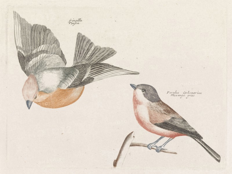 Check and gray flank tit, Anonymous, Johan Teyler, 1688-1698