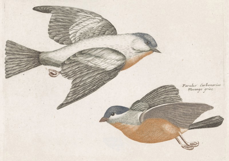 Grey Flank Tits, Anonymous, Johan Teyler, 1688 - 1698